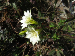 Gentiana flavomaculata