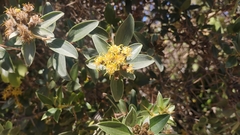 Dasyphyllum ferox