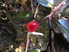 Cotoneaster morrisonensis