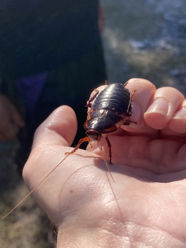 Florida Woods Cockroach photo 5