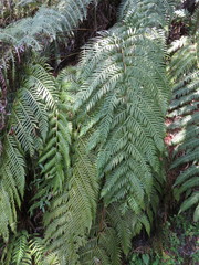 Woodwardia prolifera