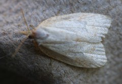 Cenopis pettitana