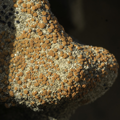 Rufoplaca arenaria