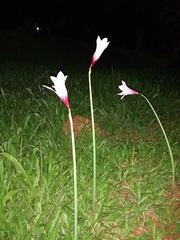 Zephyranthes brachyandra