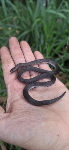 Werner's Ground Snake, Atractus werneri