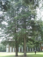 Cupressus benthamii