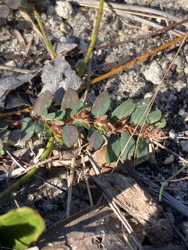 Everglade Key Sandmat (Euphorbia conferta)