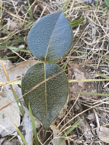 Devil's Potato (Echites umbellatus)