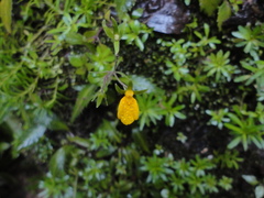 Calceolaria mexicana