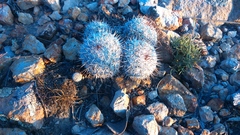 Mammillaria haageana haageana