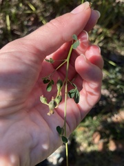 author not stated, no rights reserved Crotalaria pumila, photograph author not stated, no rights reserved