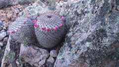 Mammillaria haageana haageana