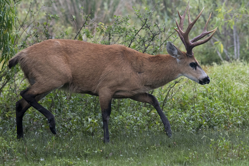 Marsh Deer, photo 3 of 7