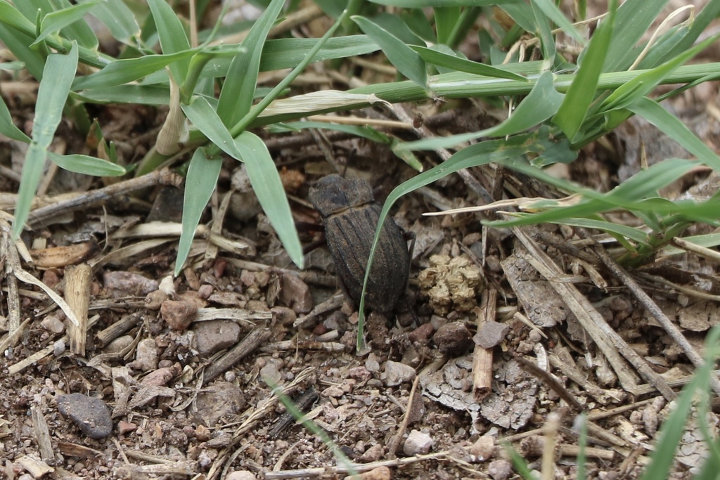 Pelecyphorus from Chihuahua, Mexico on August 17, 2019 at 12:09 PM by ...