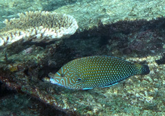 Anampses caeruleopunctatus