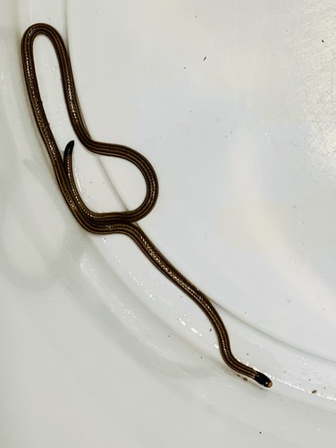 Longhead Burrowing Snake
