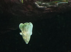 Anampses caeruleopunctatus