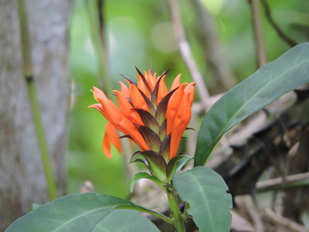 Aphelandra chamissoniana; photograph (c) Fabrício Mil Homens Riella, some rights reserved (CC BY)