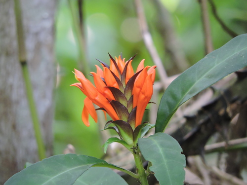 Aphelandra chamissoniana