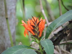 Aphelandra chamissoniana