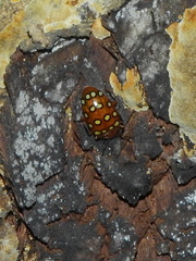 Iphiclus sedecimmaculatus