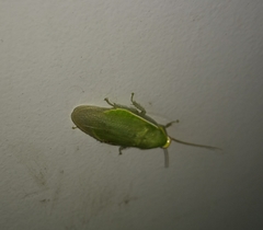 Panchlora thalassina