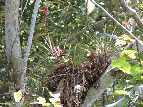 Vriesea flammea, photograph 5