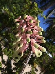 Dendrobium smillieae