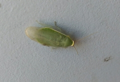 Panchlora thalassina