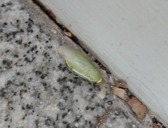 Panchlora thalassina