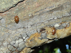 Iphiclus sedecimmaculatus