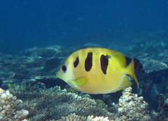 Siganus trispilos