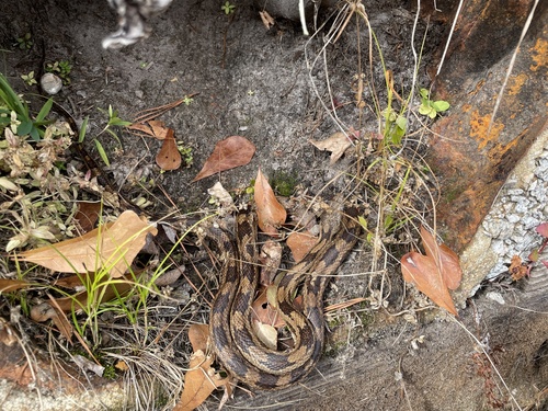 Black Rat Snake