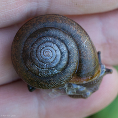 Helminthoglypta diabloensis