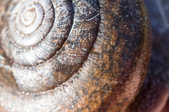 Helminthoglypta diabloensis