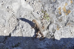 Leiocephalus carinatus