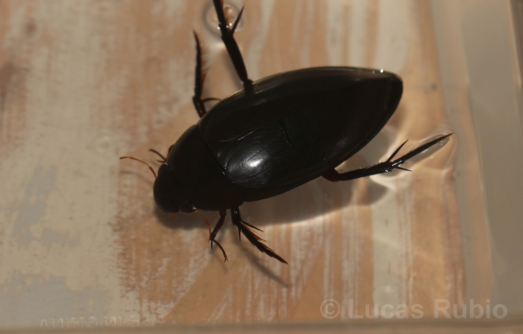 Hydrophilus palpalis