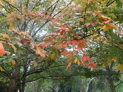 Acer skutchii