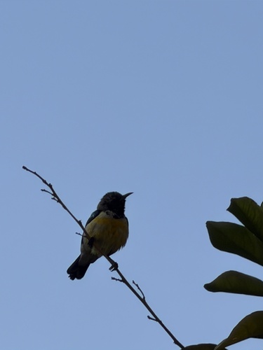Nile Valley Sunbird
