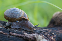 Helminthoglypta diabloensis