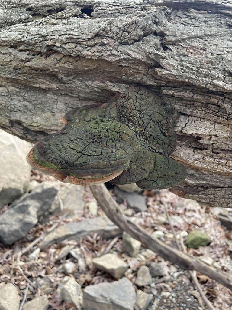 Fulvifomes robiniae · December 2025 · photo: © bonesigh (iNaturalist, cc-by)