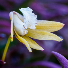 Dendrobium striolatum