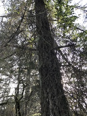 Lonicera hispidula