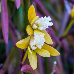 Dendrobium striolatum