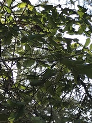 Lonicera hispidula