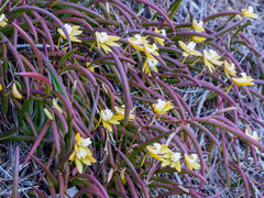Dendrobium striolatum