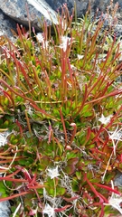 Epilobium crassum