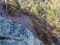 Dendrobium striolatum