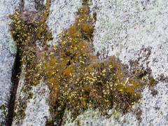 Dendrobium striolatum