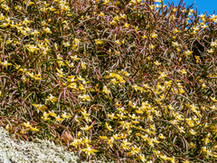 Dendrobium striolatum